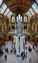 Natural History Museum, London, United Kingdom